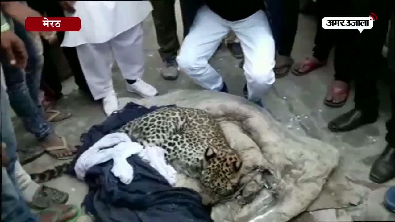 मेरठ 