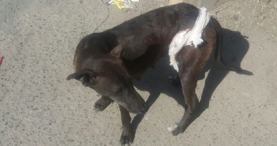 dogs will be destroyed in Ajmer