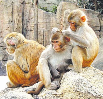 Ktkne monkeys cut in Gingarutola rural