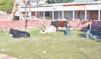 No jogging, park, became dumping site, jind
