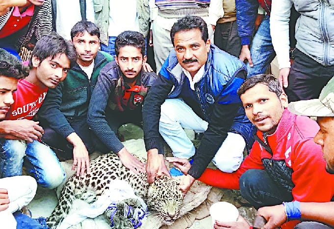 Leopard caught entered the farmhouse, death