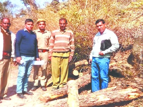 five tree cut by accissed in ratanpur forest.