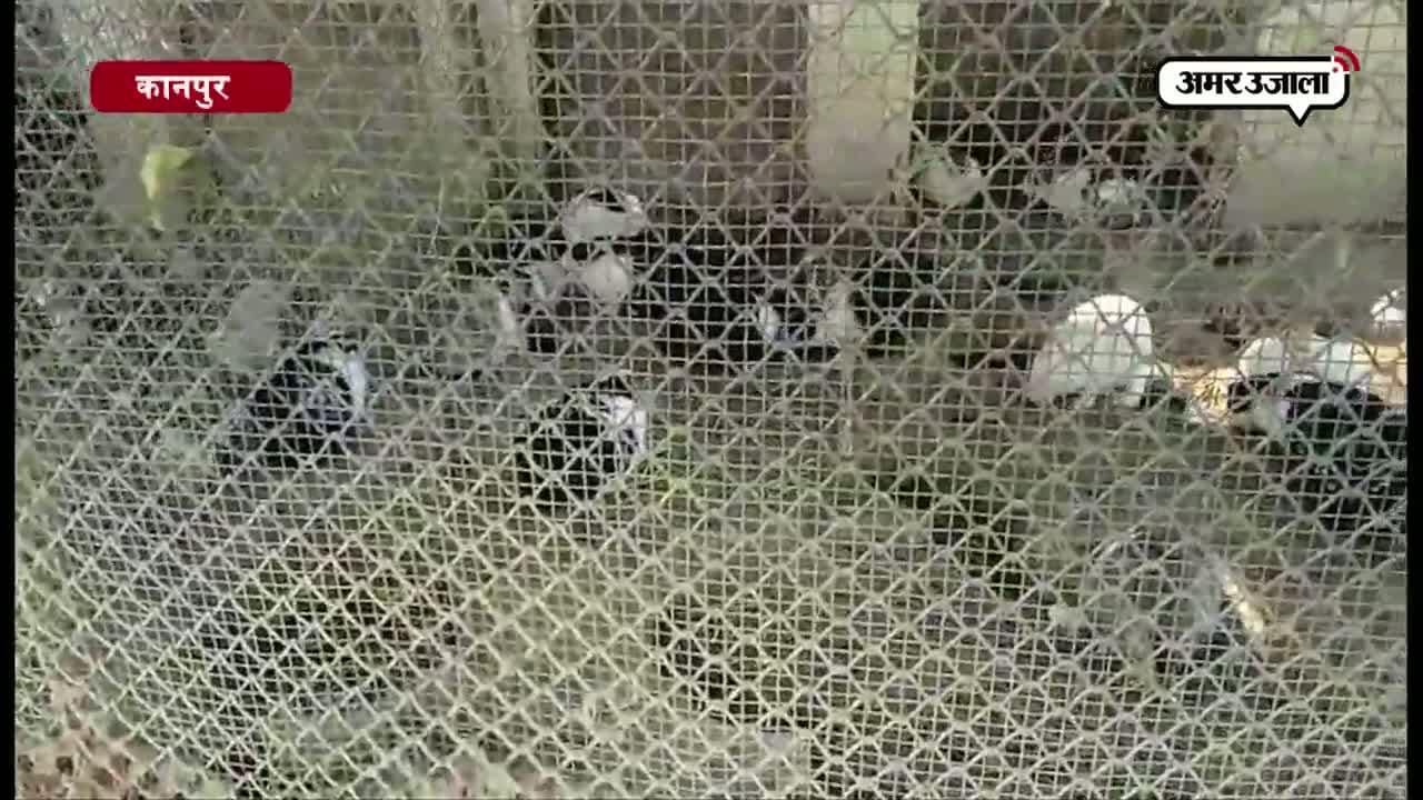 जू