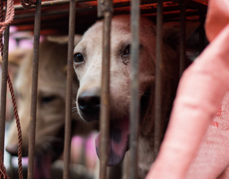 Mass culling of dogs in China after women dies of rabies 