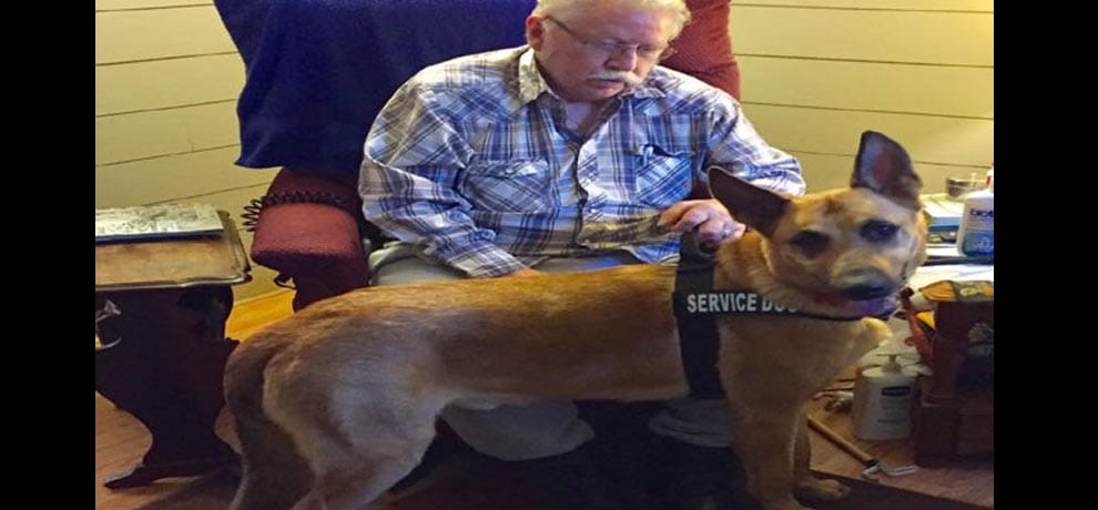 dog released from murder case by court in america