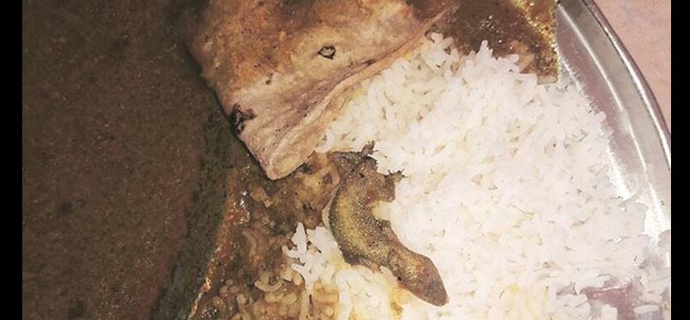 lizard found Dead in mid day meal