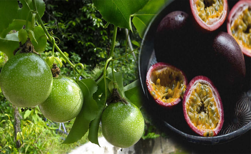Benefits Of Passion Fruit for your health
