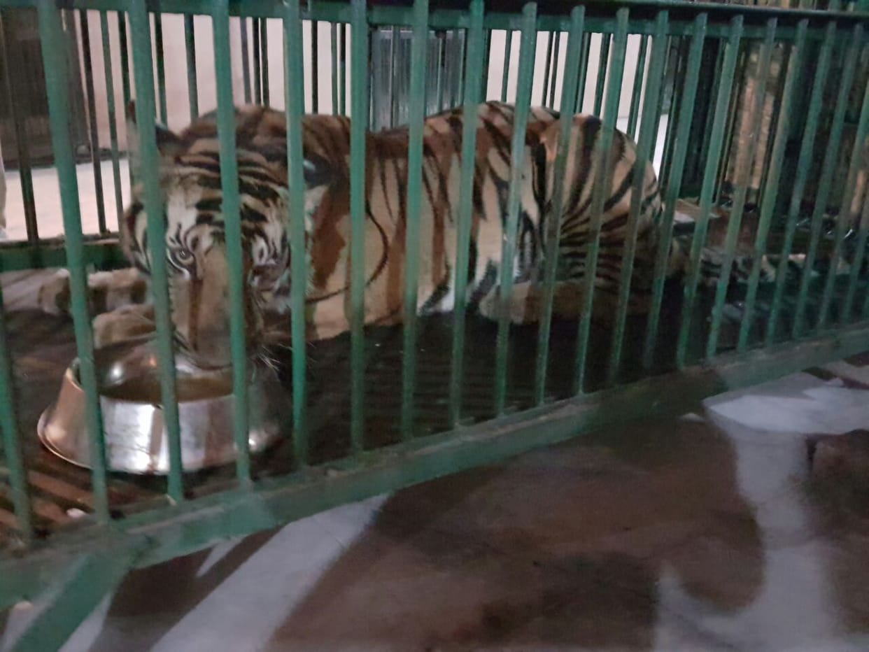 wild tiger in lucknow zoo