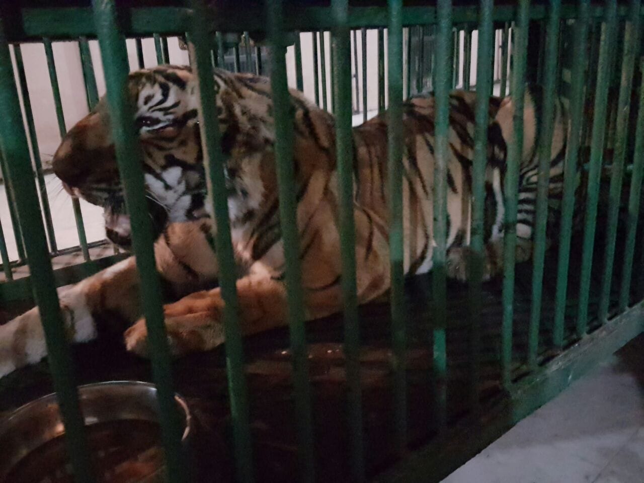 wild tiger in lucknow zoo