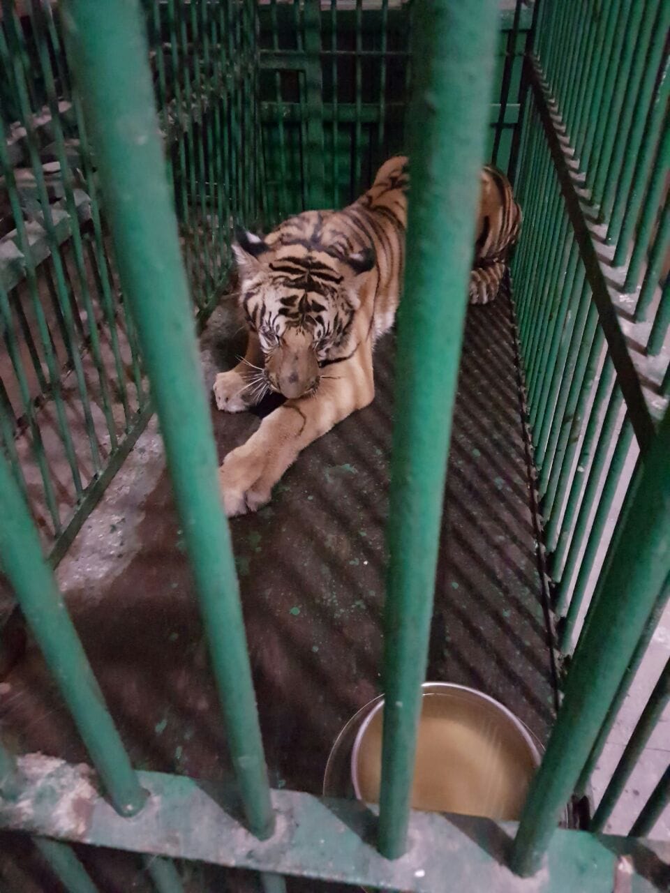 wild tiger in lucknow zoo