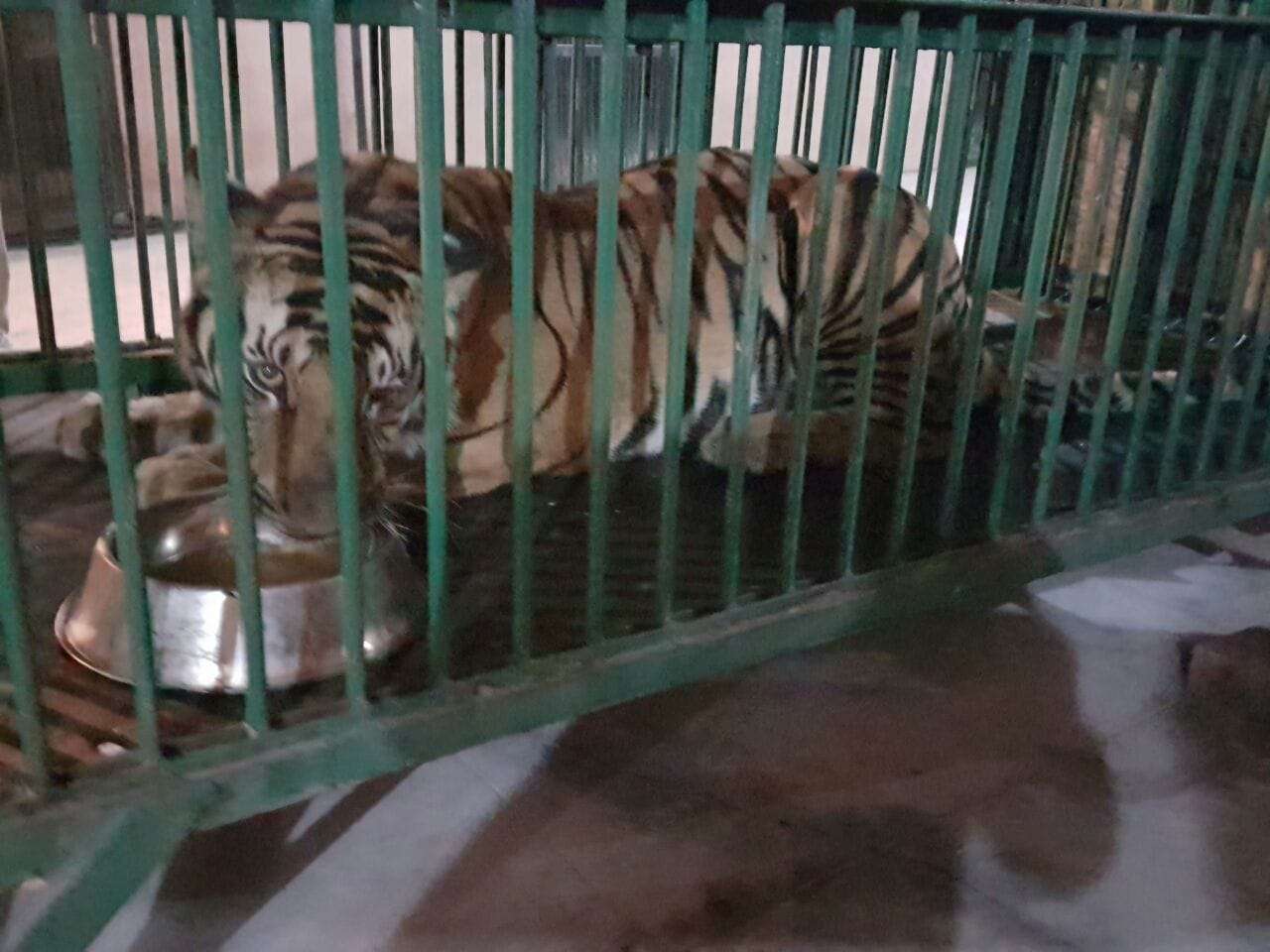 wild tiger in lucknow zoo