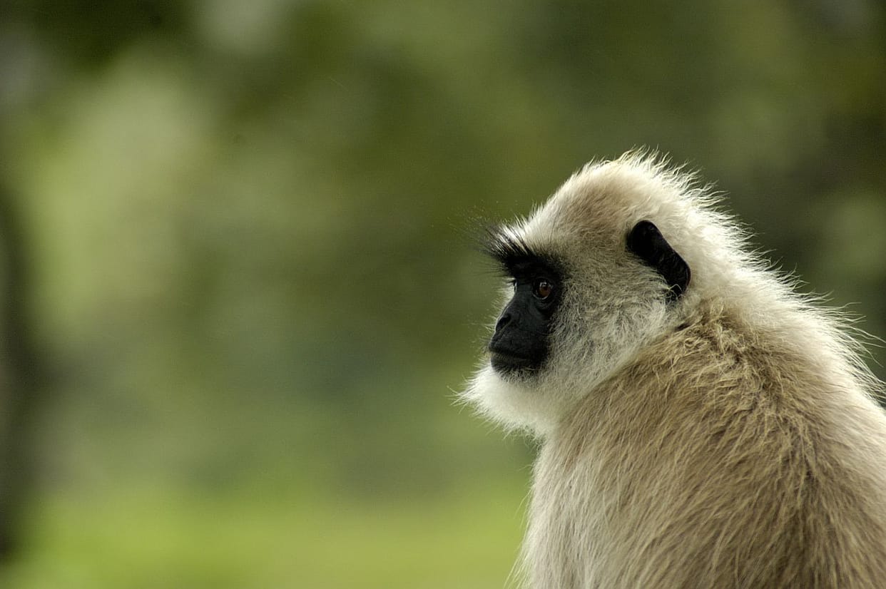 baboons are protecting the wedding ceremony from monkeys