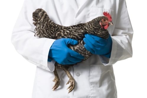 3.30 million chickens slaughtered after bird flu outbreak