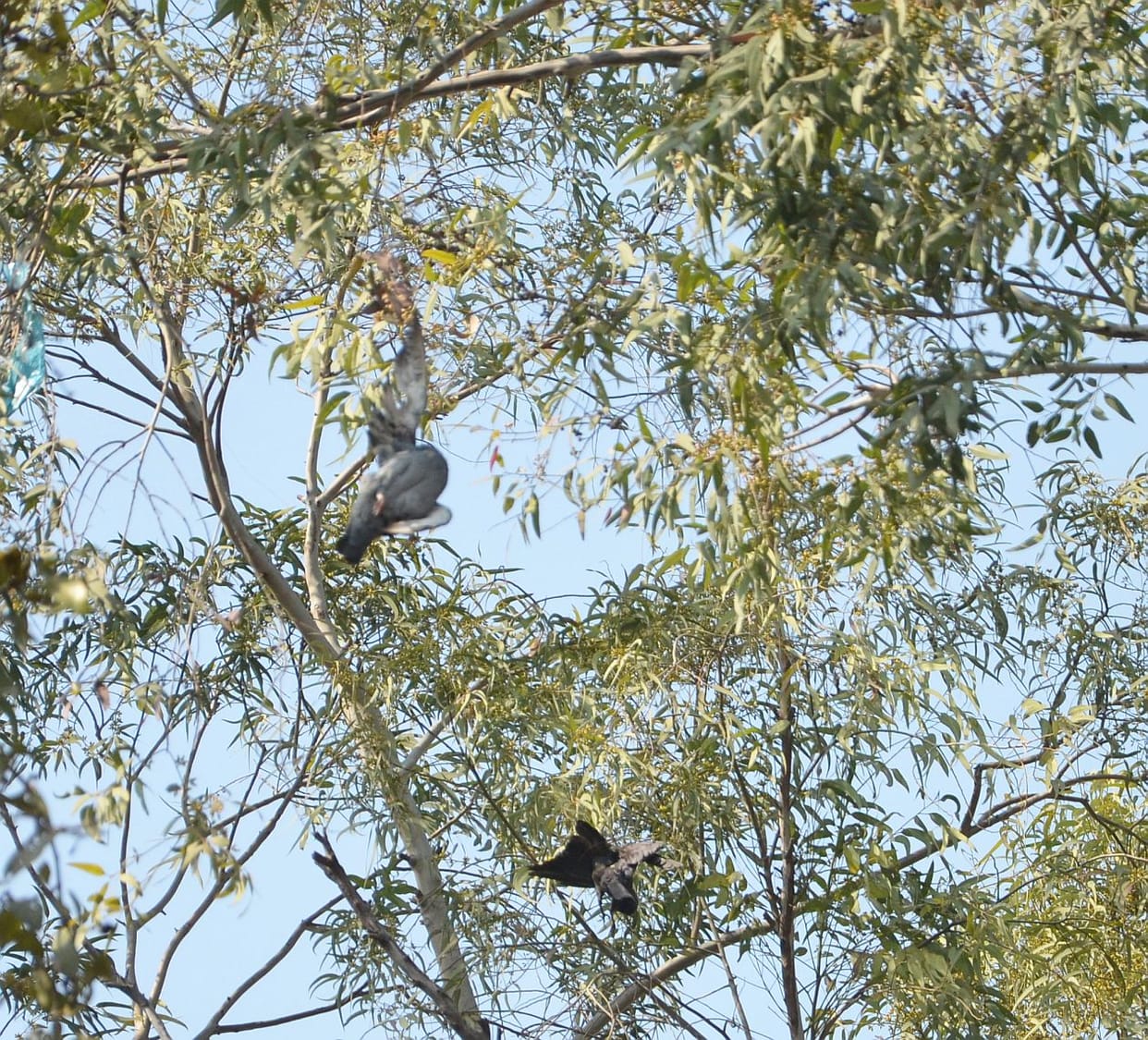Kite string being killed birds.