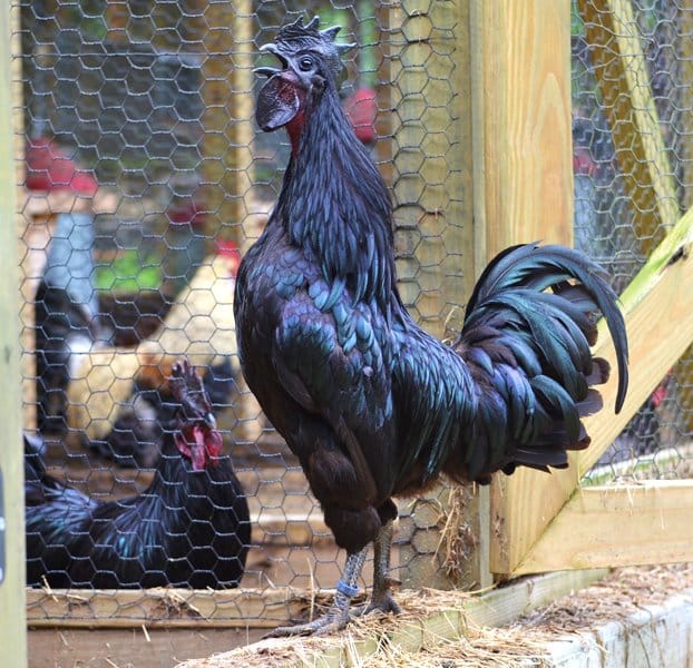 rare black chicken with black meet.