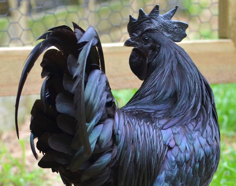 rare black chicken with black meet.