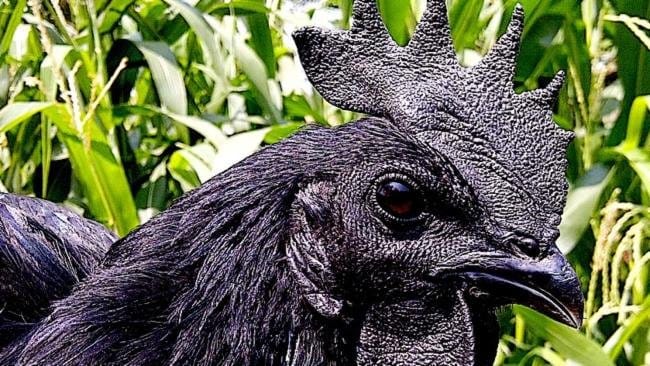 rare black chicken with black meet.