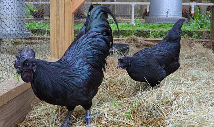 rare black chicken with black meet.