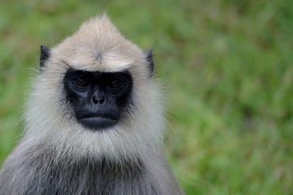 baboons are protecting the wedding ceremony from monkeys