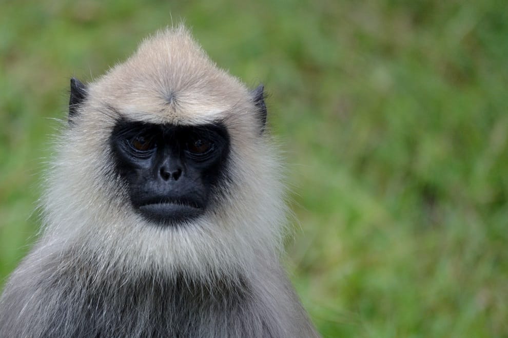 langur tied with tree died in delhi 