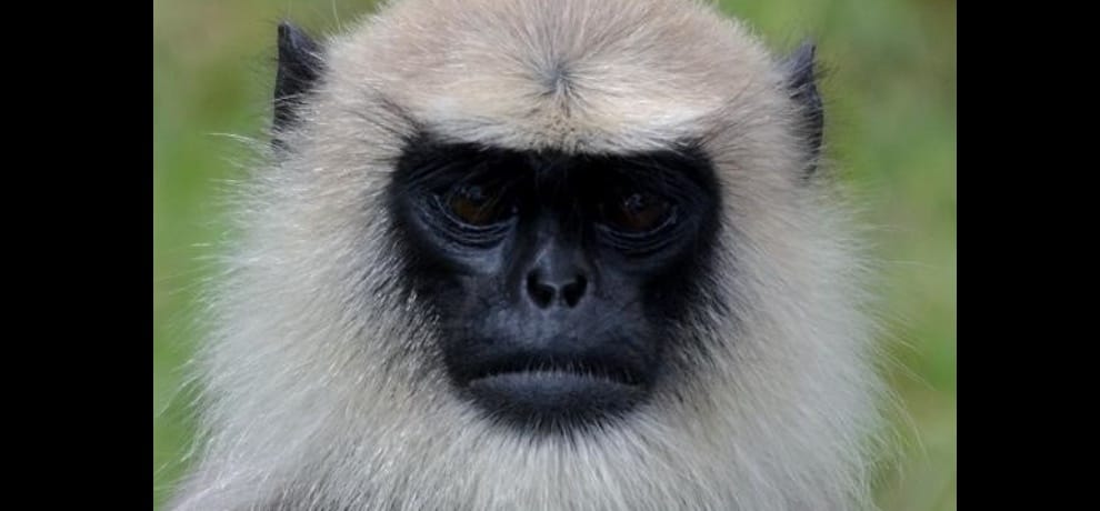 A city where rents are baboon bride in wedding goods safety