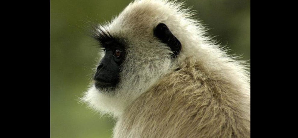 Langur monkeys are protecting the wedding ceremony