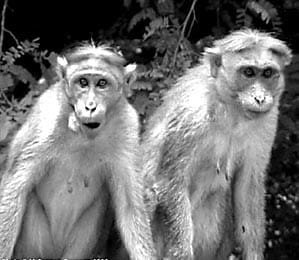 Ujadhi crops by stray animals, farmers