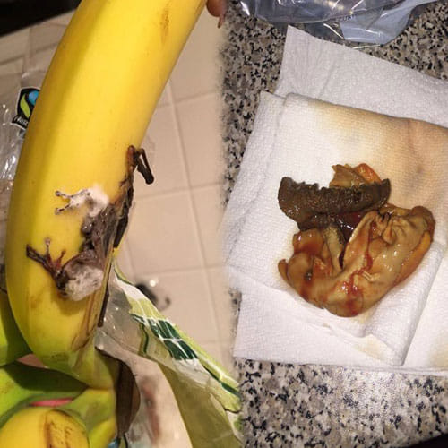 Woman Found Bizarre Thing In Aldi's Spinach