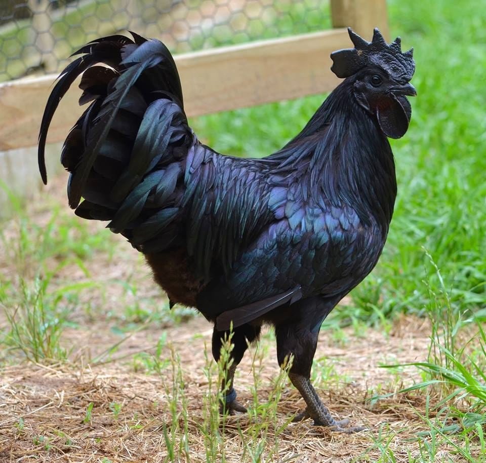 rare black chicken with black meet.