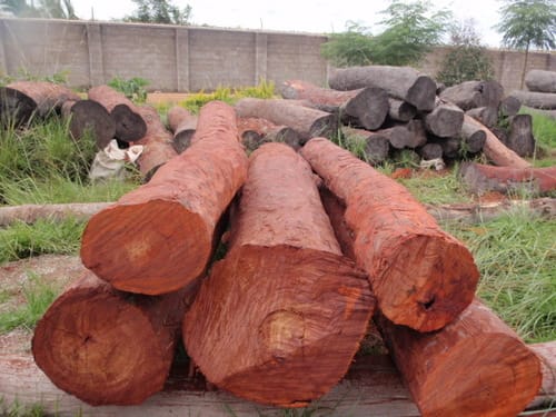 smuggled sandal wood consumption in kannauj up