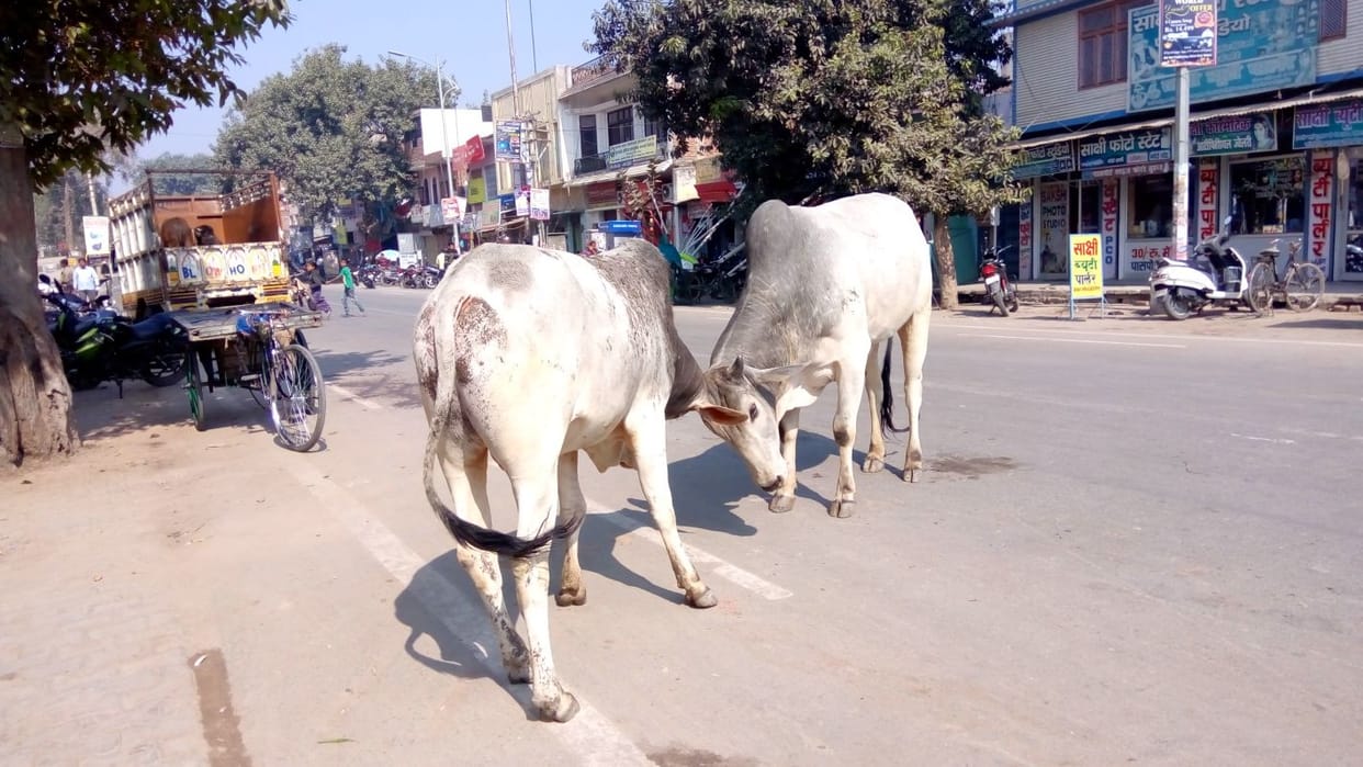 One death in 24 hours due to unclaimed animals in Mohali