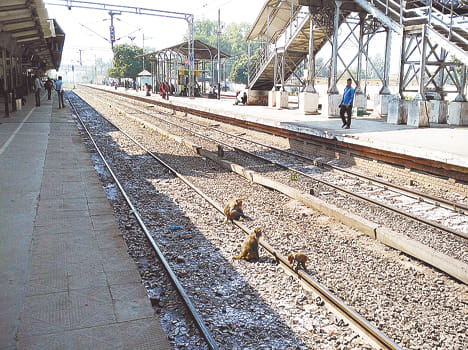 Female monkeys ride down on the railway track