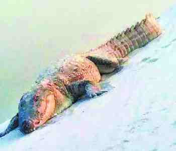 crocodile appeared in Ghaghra, the villagers panic