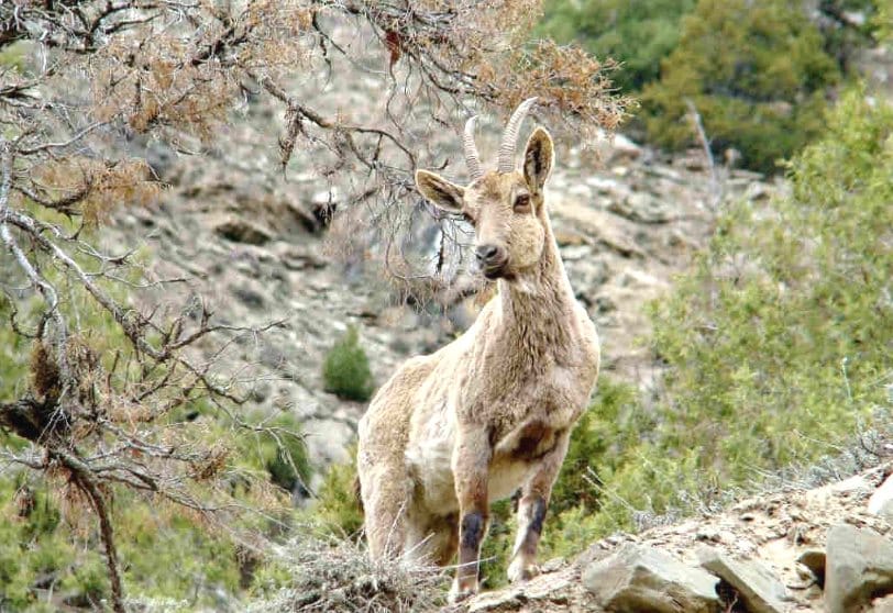 Single Women Lives in Himachal park Deep Forest.