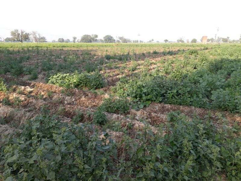 Signs of a bumper crop of potatoes in the district