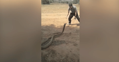 'legendary snake catcher' picking up one of world's most venomous King Cobras with bare hands