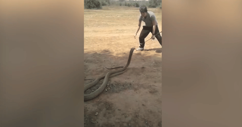'legendary snake catcher' picking up one of world's most venomous King Cobras with bare hands