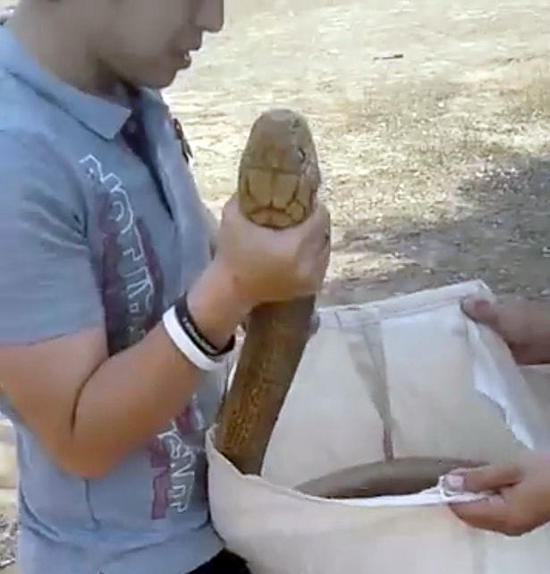 'legendary snake catcher' picking up one of world's most venomous King Cobras with bare hands
