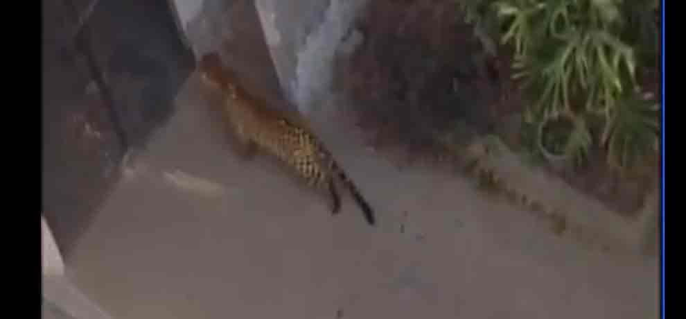 A Leopard enters residential area in Haryana's Palwal. Forest Officials at the spot to rescue it.
