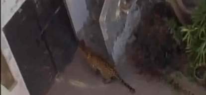 Leopard enters residential area at palwal