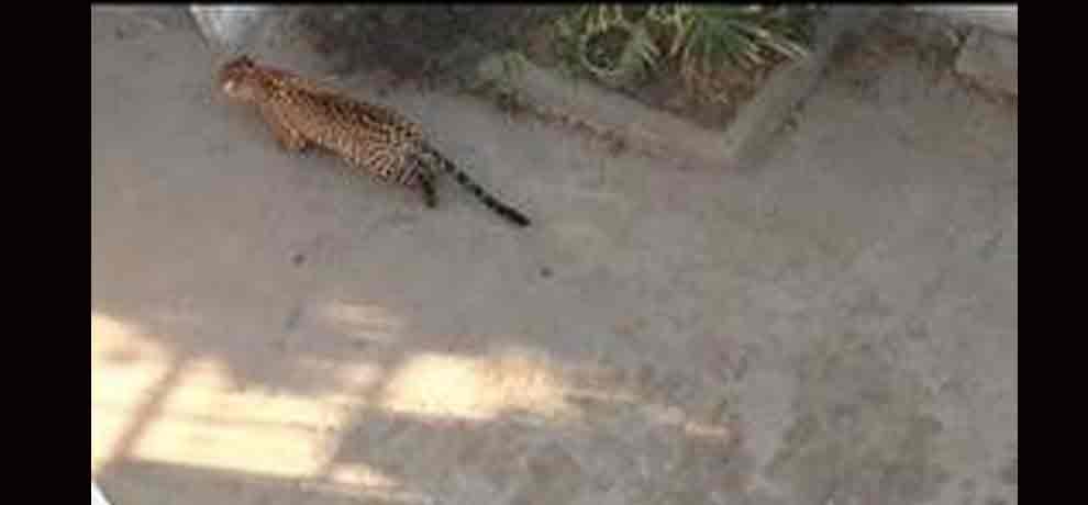 A Leopard enters residential area in Haryana's Palwal. Forest Officials at the spot to rescue it.