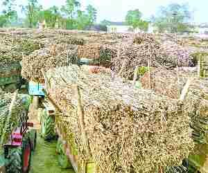 Sugarcane farmers got no payment