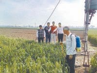 The knock the yellow rust, signs appeared in two farmers' fields, Kurukshetra