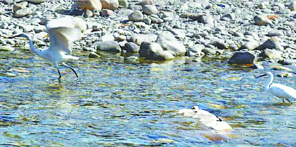 Sarayu migratory birds camp