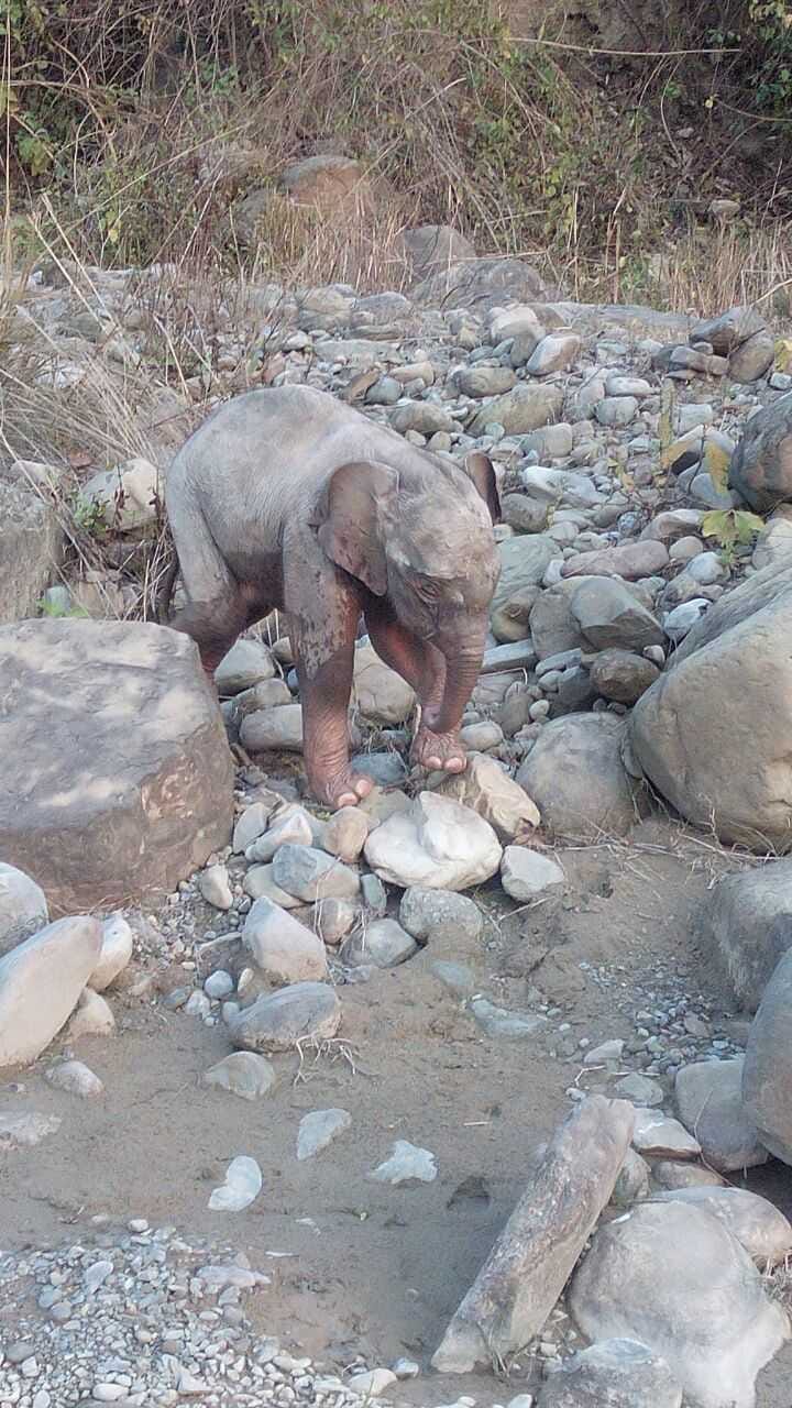 26 hours driving to the elephant rescue
