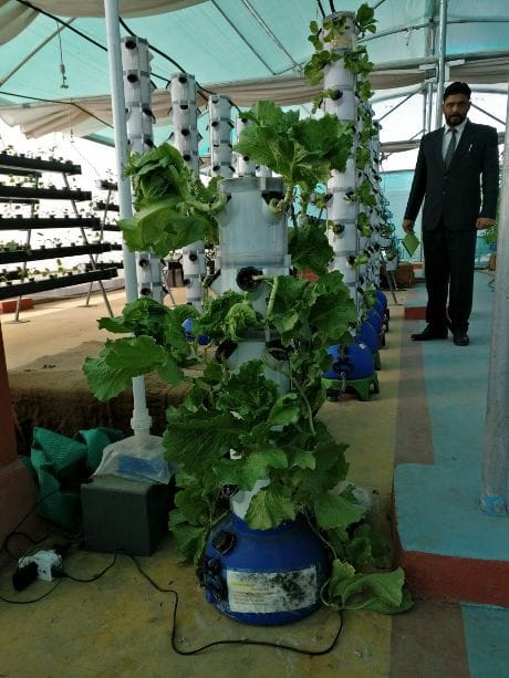 Without soil, chemical pesticides and fertilizers vegetables cultivated only by water