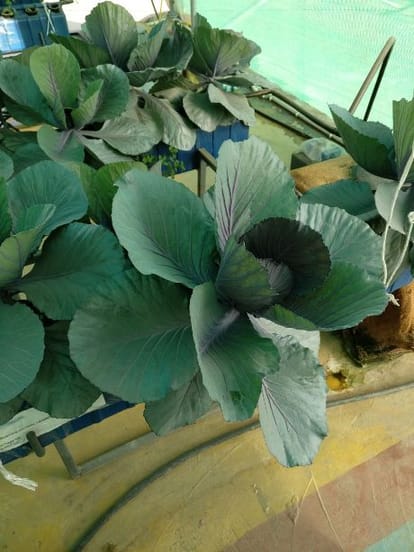 Without soil, chemical pesticides and fertilizers vegetables cultivated only by water