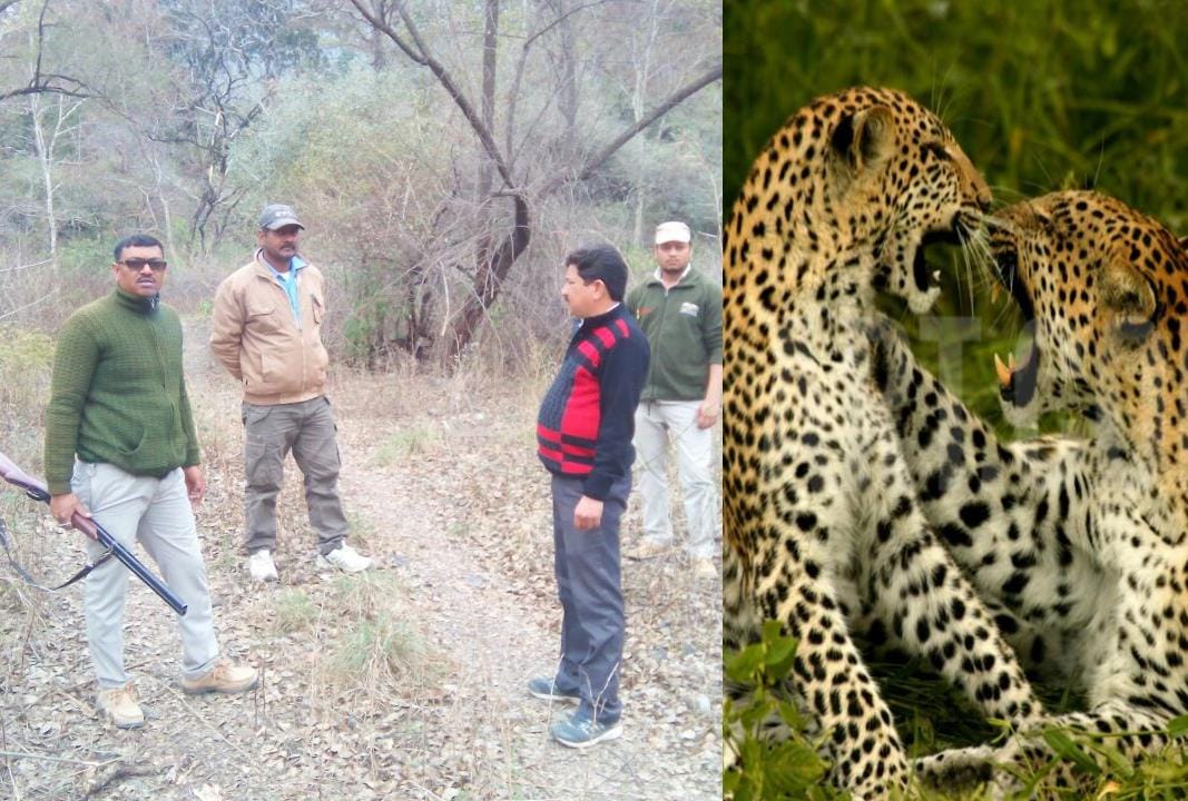 leopard pair hoop two youth in kaladhungi