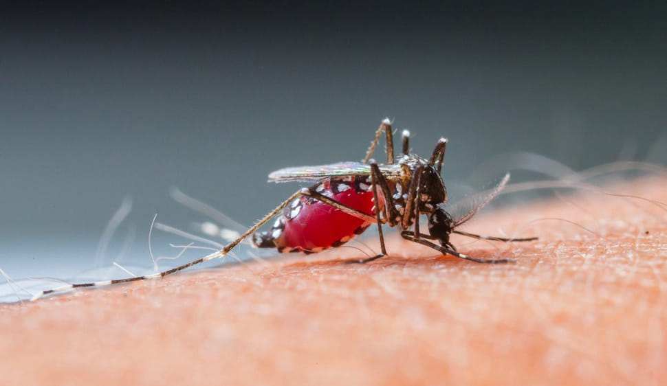panchkula reports malaria cases