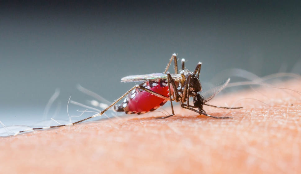JNU researchers develop erythritol potent candies to stop malaria among children